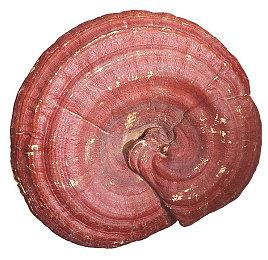 《羊蹄山之魂》PS5港版售价533元 中文版预告公开